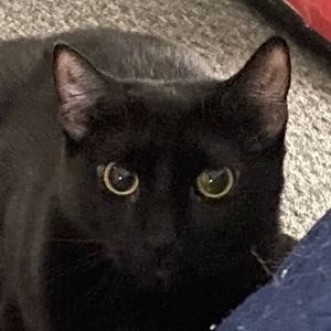 Meet your Posher, Sofia